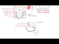 Introduction to Direct and Indirect Inguinal Hernia