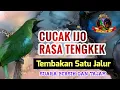 Download Lagu MASTERAN Cucak Ijo Isian Tengkek Buto, Tembakan Satu Arah ❗️Dijamin Mudah Masuk