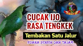 masteran cucak ijo isian tengkek buto tembakan satu arah dijamin mudah masuk