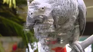 تعليم الببغاء كلمة    الله اكبر   مدة طويلة مكرر   دندنها