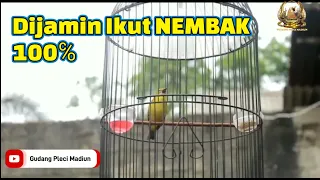 Download Pleci Bahan lepas masteran belajar nembak || Sangat akurat untuk pancingan || Dijamin IKUT NEMBAK MP3