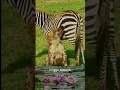 Download Lagu tragis zebra jadi makan heyna #hewan buas #hewan liar #hewan populer #shortvideo #shorts