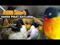 Lagu Suara pikat burung kutilang Emas vs kutilang perak Ampuh..