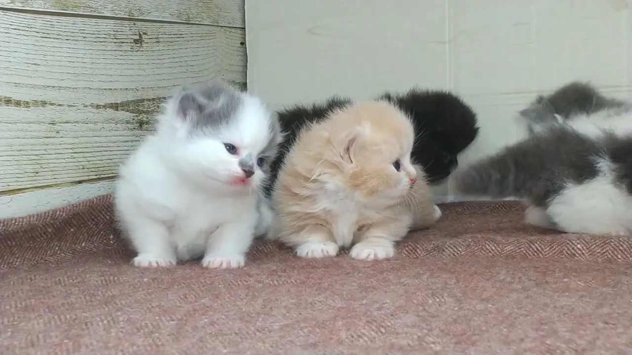 動画