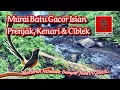 Download Lagu Murai batu gacor isian prenjak, kenari dan ciblek, masteran istimewa dengan jeda 10 detik