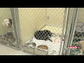Adopts pet for a lower price at SFAHS
