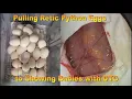 Pulling Retic Python Eggs to Showing Babies with DTG