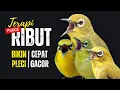 Download Lagu Terapi Pleci Ribut Ampuh Bikin Pleci Cepat Gacor
