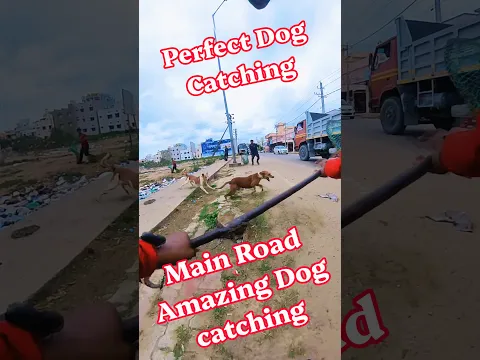 LUFFY MAIN ROAD DOG CATCH #rescue #dog #shorts #catch #pets