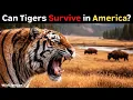 What If Tigers Were Introduced Into North America