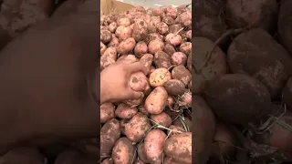 ثمن الخضار والفواكه سوق الجملة الدار البيضاء لا لغلاء الأسعار الخضار الفواكه المغرب 