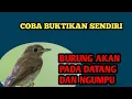 Download Lagu suara pikat srdc betina ribut memanggil jantan di alam liar||auto pada ngumpul#suarapikatampuh