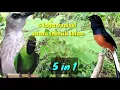Download Lagu 1 jam suara masteran khusus burung Trucukan dengan kombinasi 5 lagu suara terbaik/mudah ditirukan
