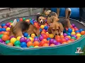 Download Lagu TOP 10 Funniest Beagle Dog Parties You Have to See!
