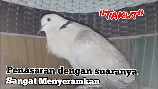 Download Pancingan Suara Burung Puter Pelung Menyeramkan MP3