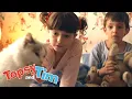 Download Lagu Lost cat \u0026 Indoor tent | Topsy \u0026 Tim Double episode 209-210 | HD Full Episodes | Shows for Kids