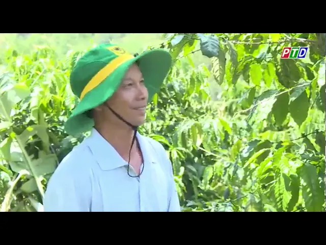 Outline Video Cách chăm sóc cây cà phê giữa mùa mưa