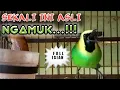 Download Lagu CUCAK RANTING GACOR ISIAN MEWAH BIKIN GEMPAR DUNIA CUCAK RANTE... Download Lagu CUCAK RANTING GACOR ISIAN MEWAH BIKIN GEMPAR DUNIA CUCAK RANTE...