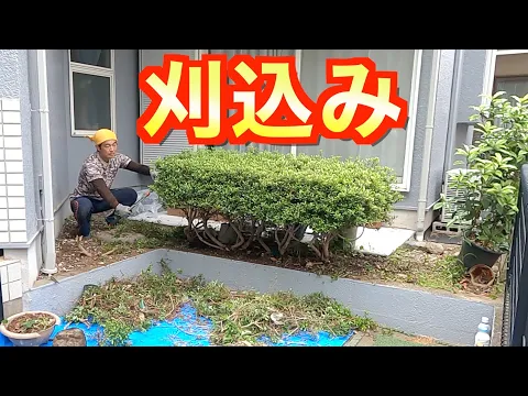 1m未満低木4400円〜【生垣剪定】☆損害保険適応☆