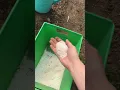 tomatoes and epsom salt