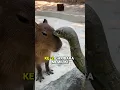 Download Lagu Fakta Unik Capybara !!! hewan yang jarang di mangsa predator !! #trending #shorts