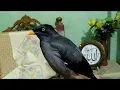 Lagu Myna bird sound / myna bird song / mynah bird singing / javan myna / javan myna sound