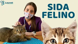 SIDA FELINO | Transmisión, Síntomas y Prevención - Lauvet