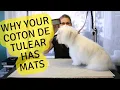 The Coton de Tulear Tips to REDUCE the Coton de Tulear hair mats
