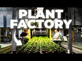 How Aquarium Plants Are Made - Inside Tropica s High-Tech Factory