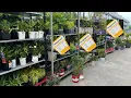 CLEARANCE Plant Shopping at Lowes Garden Center