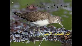 صوت طائر الطيطوى او بو قميح بو فسوكه مجرب ومضمون ان شالله 