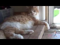 How to run the WITNESS feline test VETgirl Veterinary Continuing Education s