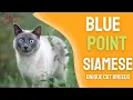 Blue Point Siamese