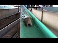 Trout Spawning at Palmer Hatchery