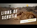 Download Lagu Trailer - Lions of Schotia by Jolijn van de Kar