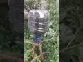 Air Layering Technique #airlayering #cultivation #ficusplant #bonsaitree #winatabonsai #plants