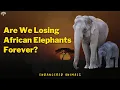 Are We Losing African Elephants Forever Endangered Animals