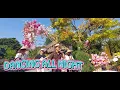 Download Lagu DANCING ALL NIGHT || ĐỨC NHÃ BAND || ĐỨC NHÃ EVENT