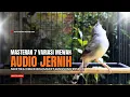 Lagu Burung Ciblek SEMI Gacor NGEBREN Untuk Pancingan Ciblek dan MASTERAN BURUNG Kesayangan Anda