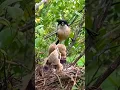 Download Lagu Burung Cendet sedang meloloh anakan di alam liar