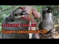 Download Lagu Cara Merawat Burung Kancilan Bakau Bahan Ombyokan/Tangkapan Liar Agar Cepat GACOR