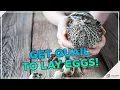 Maximizing Quail Egg Production Unleash These Techniques NOW