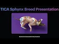 TICA Sphynx Breed Presentation