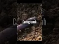 Download Lagu cacing tanah bernafas dengan kulitnya #cacing #tanah #info #fakta #unik #hewan