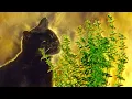 Download Lagu What Happens When Cats Have Catnip? | Pets: Wild At Heart | BBC Earth
