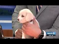 Several pets available to adopt at Rescue Rehome Repeat event on Sunday