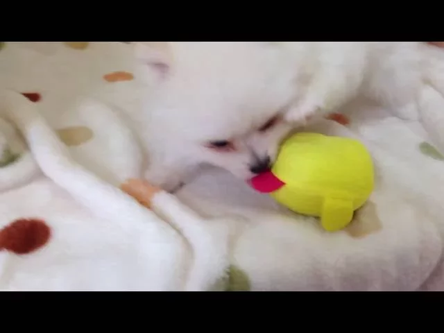 動画