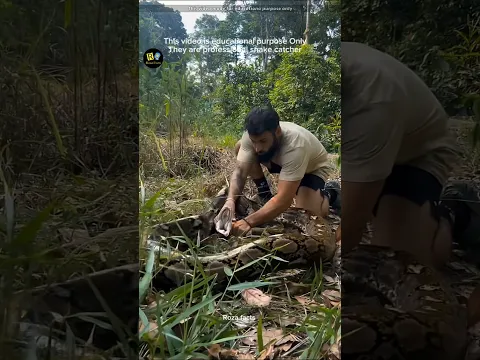 Why they catch python #shorts