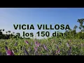 Lagu Vicia Villosa a los 150 dias - Canal Agro Paraguay