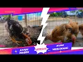 Download Lagu AYAM MARDI VS AYAM MERAWANG || KALIAN PILIH MANA?